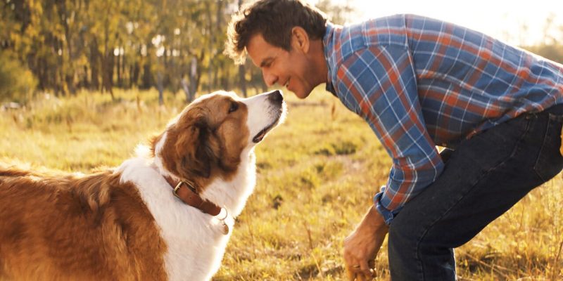 15 películas de perros en Netflix